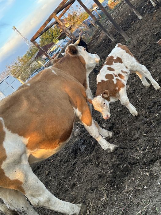 Vaca baltata romaneasca cu vitel