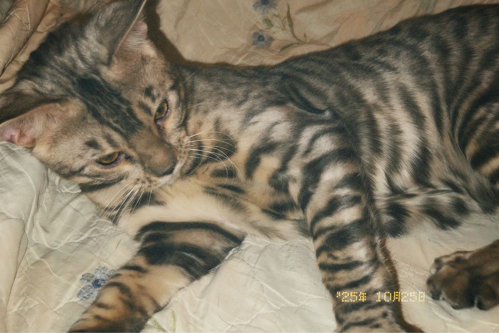 Серебро бенгальский кот