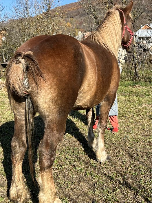 Iapa 6 ani gestanta 1.70 inaltime blanda buna de ham