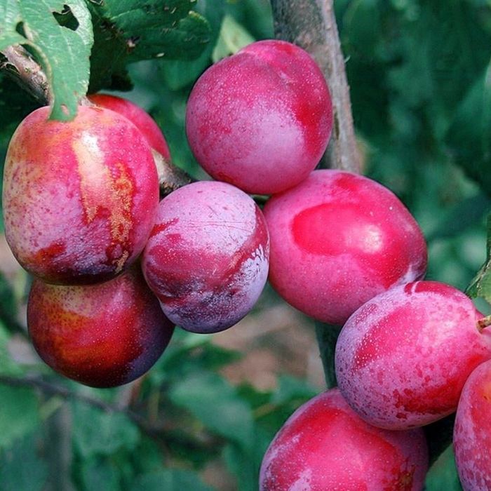 Prun (Soiul Sangue Di Drago )