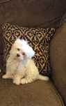 Bichon maltez  .
