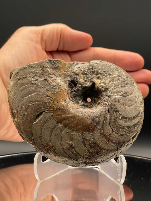 Фосил Гигантски Гониатит (104 мм): Неполиран, естествен екземпляр