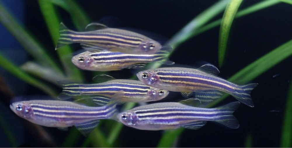 Аквариумные рыбки местного разведения ОТ 350