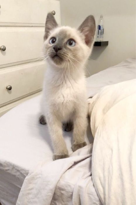 Кошка сямская 3 месячная