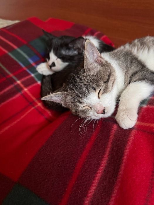 Котенок пятнистый бесплатно даром