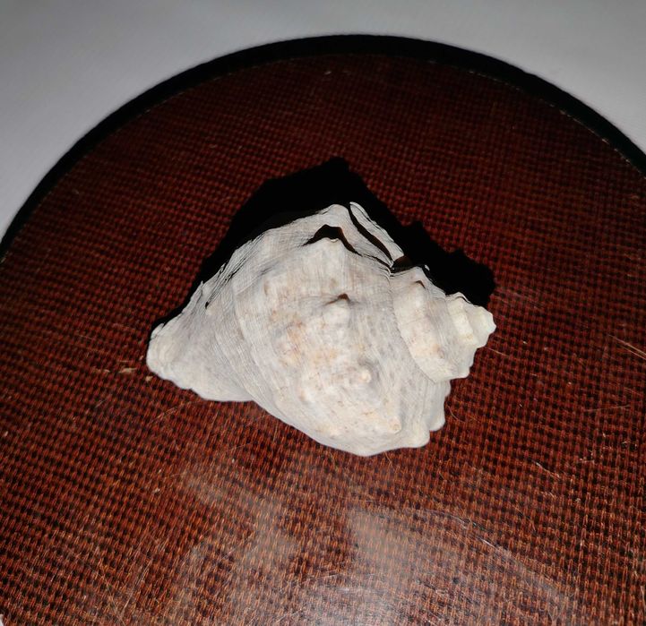 Ракушки черноморской рапаны.