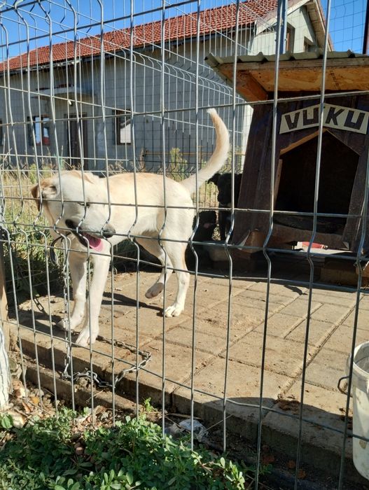 URGENT Câini pentru donat pentru că vine frigul și nu am adapost