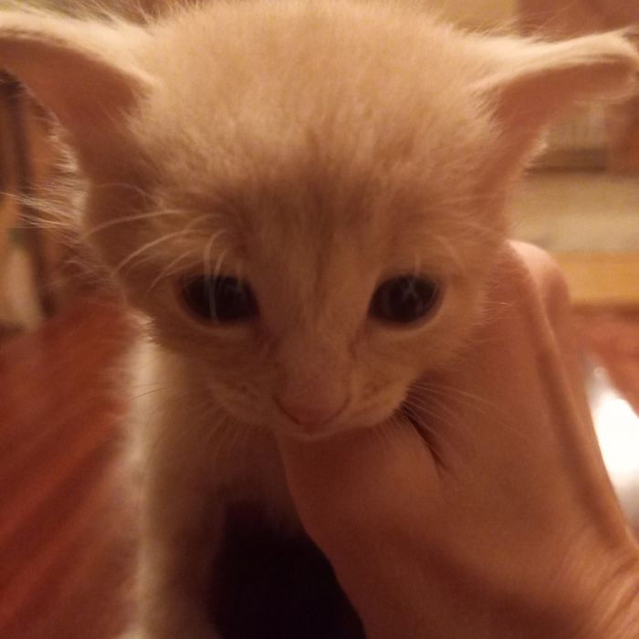 Котята мальчики 1 месяц