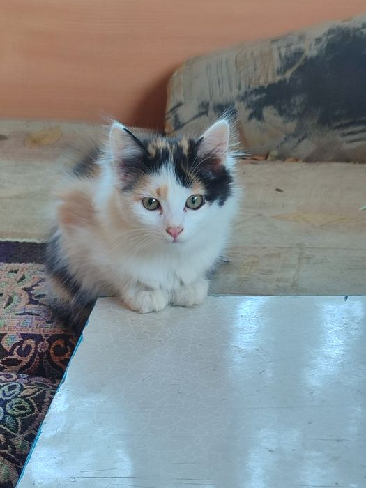 Отдам замечательную кошечку