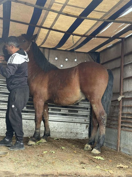 Manz,11 luni ,semi-greu