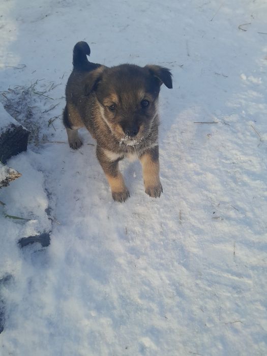 Ищут дом щенки!!