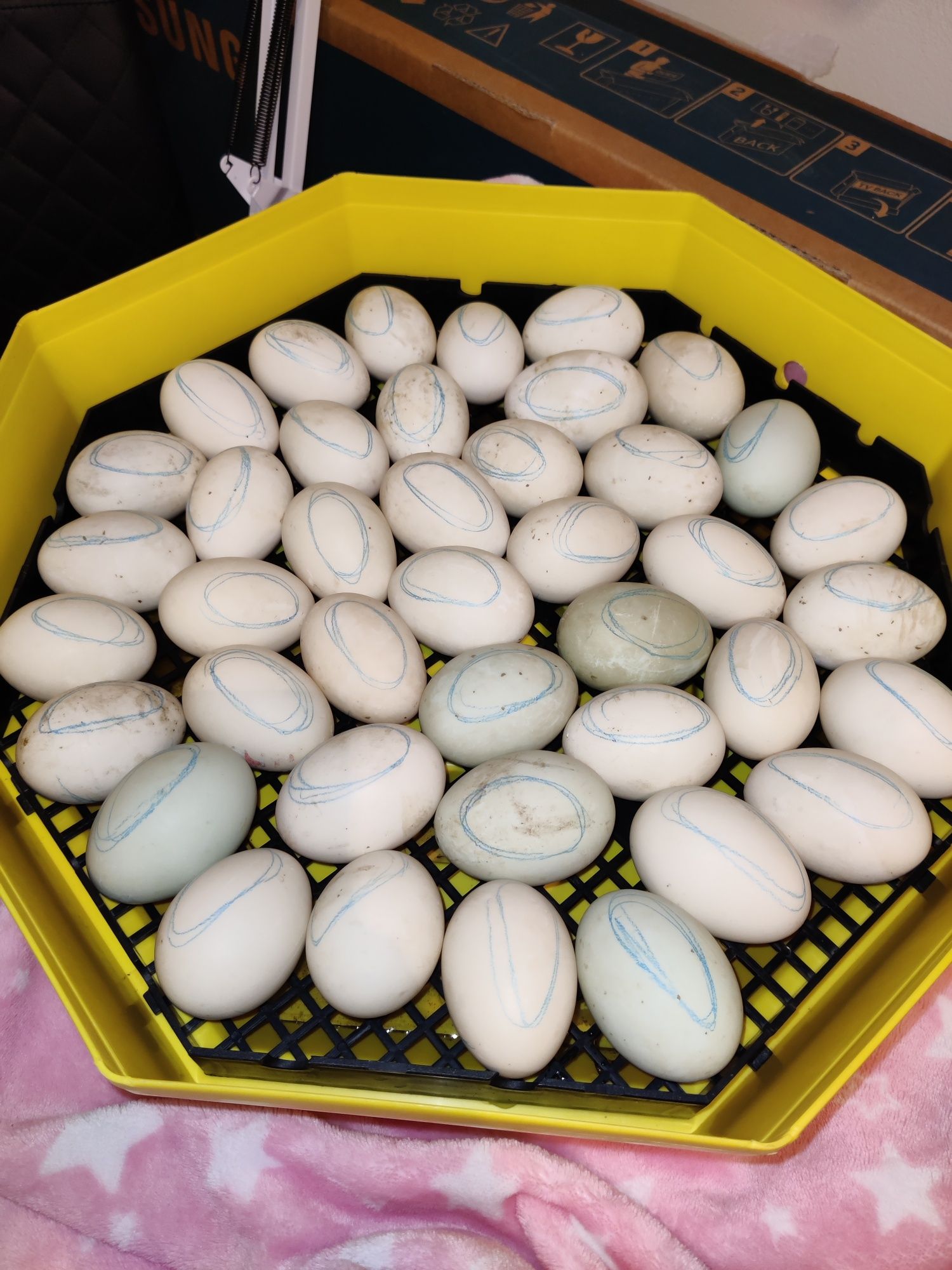 Vând ouă de rațe moțate pentru incubat