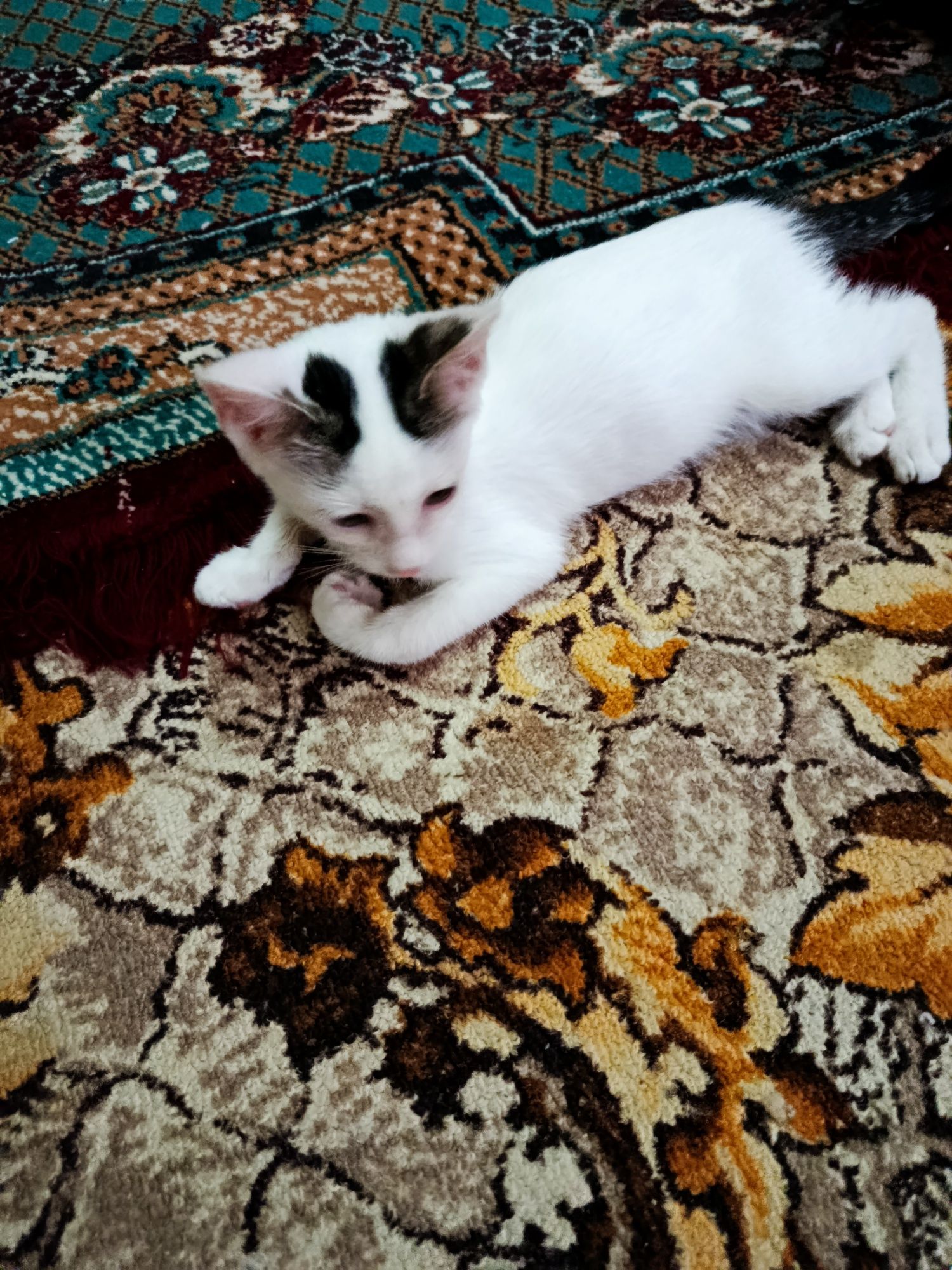Qizaloq Mushugcha xadiyaga beriladi faqat mexribon insonga  beramiz