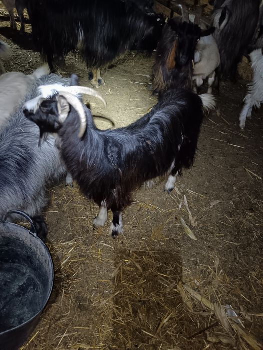 Capre carpatine tinere