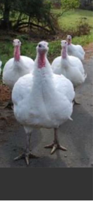 Пуйки Бройлерни домашно оргледани