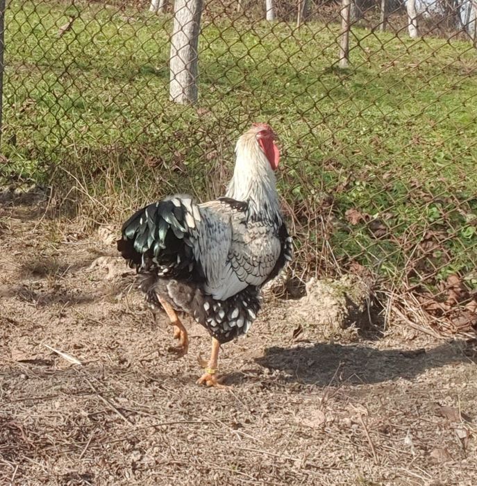 Pereche wyandotte argintiu