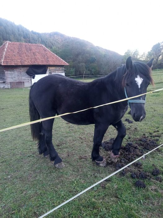 Vand manz negru semigreu