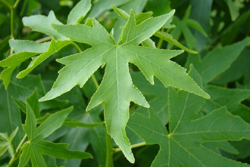 Liquidambar arbore de ambra