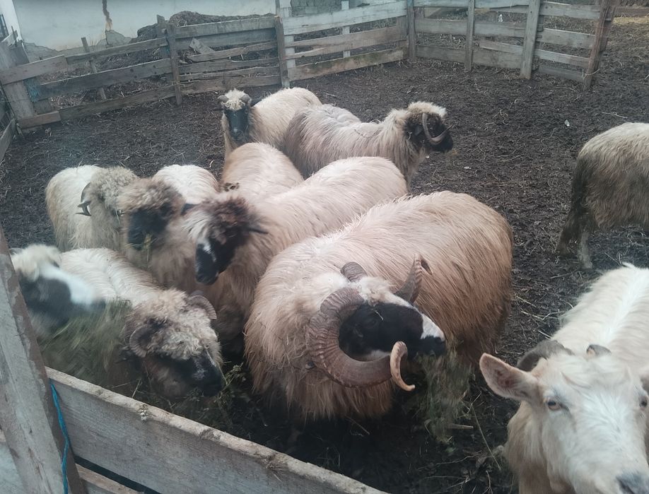 Oi turcane de vanzare