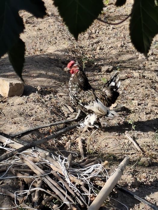 Xoroz sotilasi Yapon xorozi