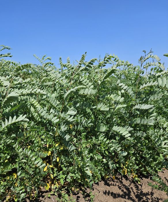 Puieti forestieri certificati