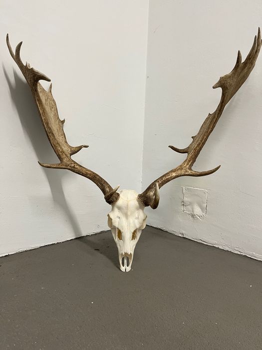 Трофей Елен лопатар