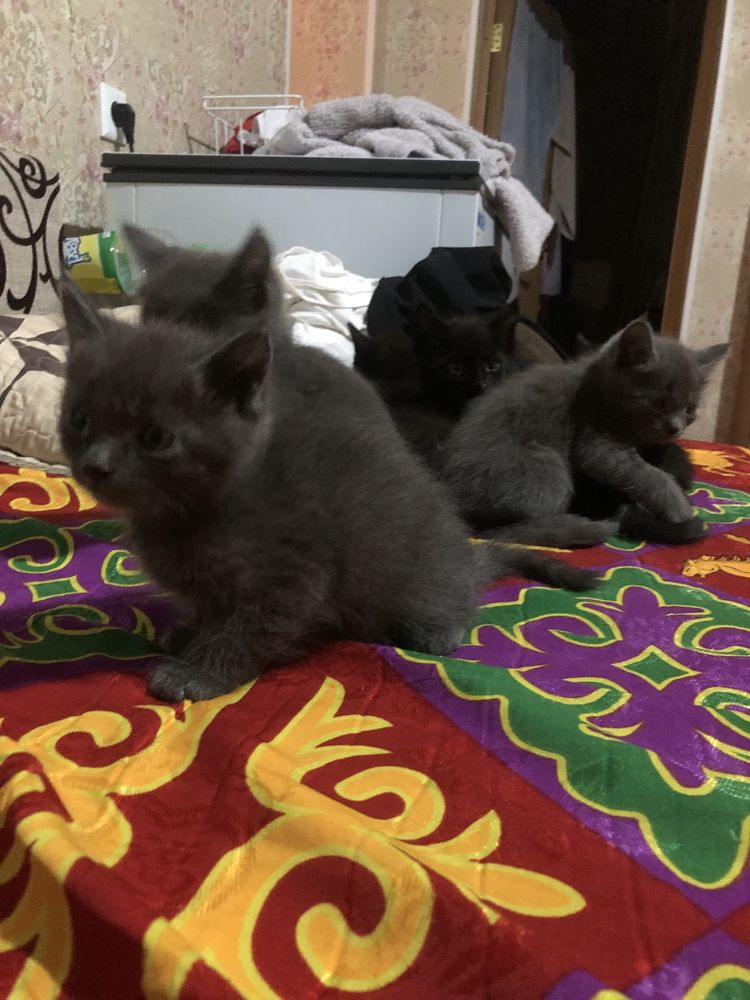 Домашние котята