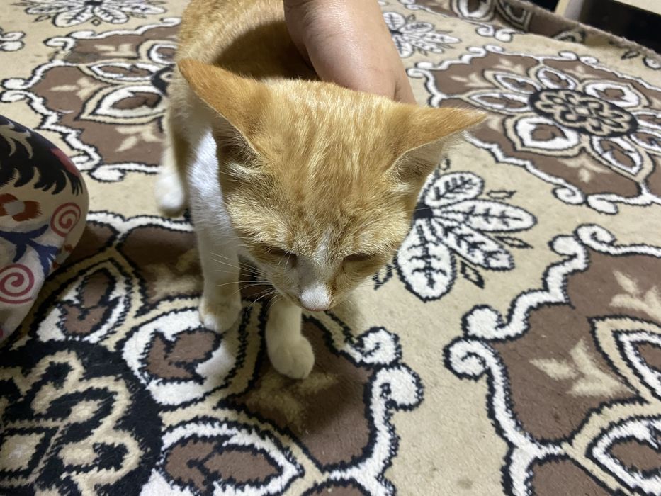 отдаю кота, мальчик