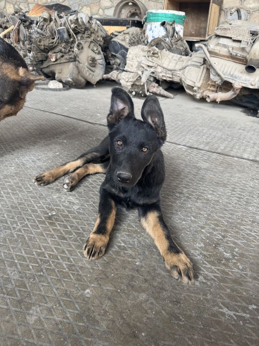 toza qonli nemiz afcharkasi sotiladi 3 oylik sogʻlom