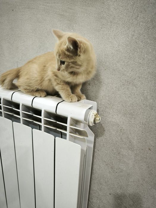 Mushuk bepulga beriladi. Urganch shaxar