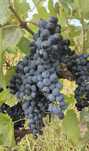 Vand struguri merlot