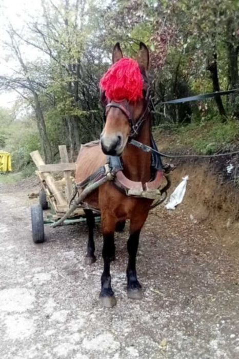 продавам си кончето