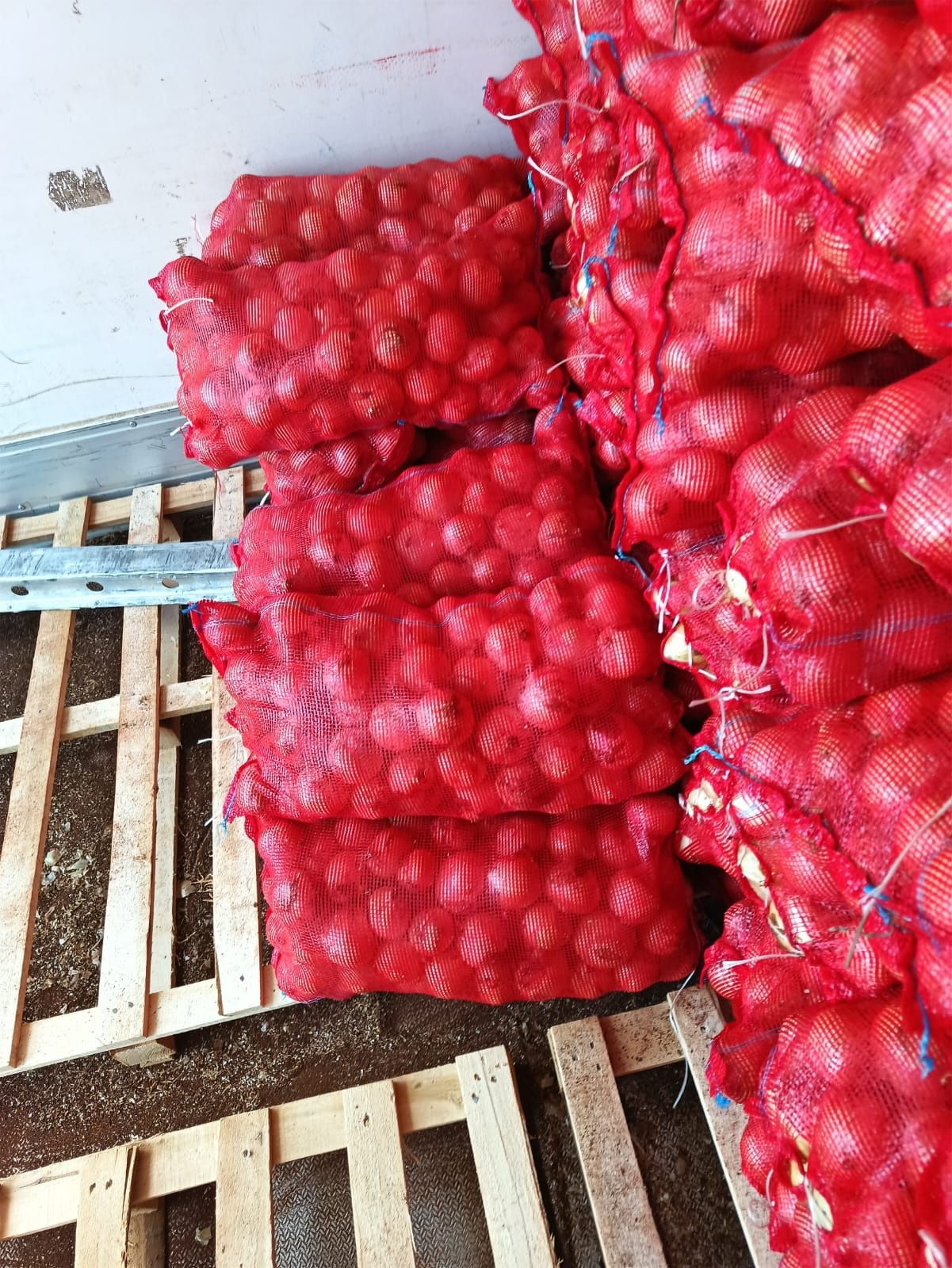Ceapa nouă 2025 10kg 25kg