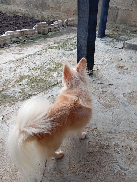 продавам чихуахуа