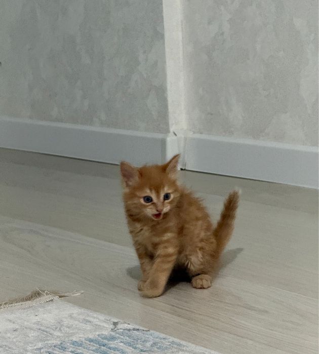 Маленькие котята ищут дом