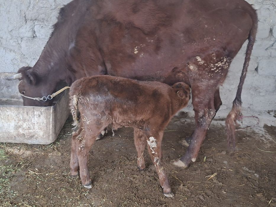 Tagayev Azizbek Asadovich