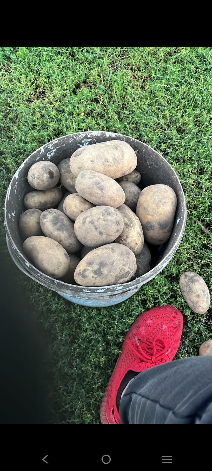 Продам картошку сорт Гала