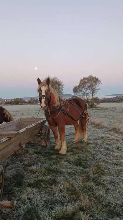 Vând sau schimb cal