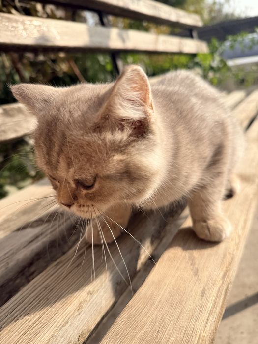Срочно продаёться Британский  котёнок
