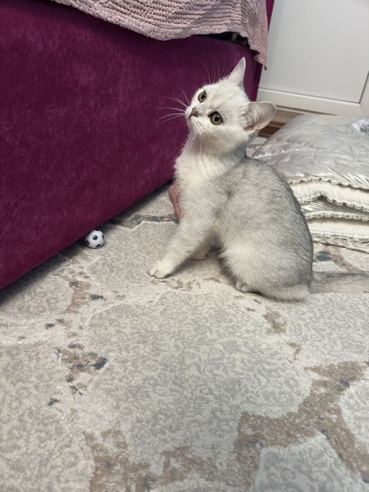 Котенок породы британская короткошерстная