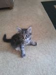 Бесплатно отдам котят в хорошие руки