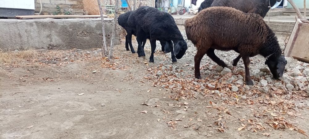 3 oylik bug'oz barralar sotiladi