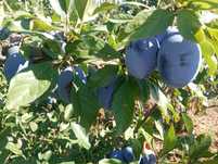 Prune de vanzare , borhot sau de masa
