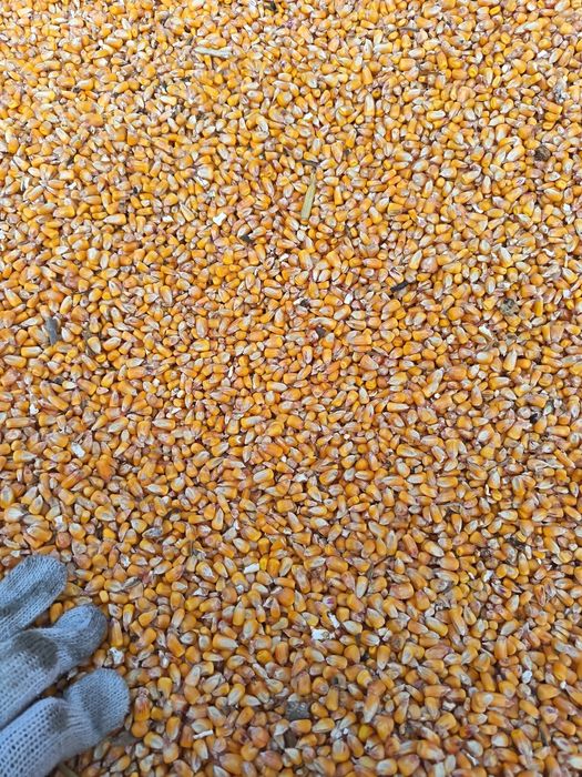 Porumb  pionier din producția proprie