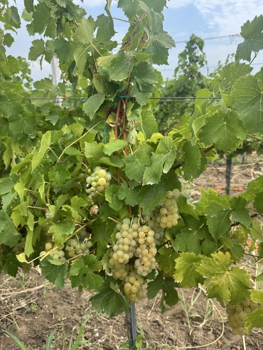 Vand struguri Muscat Ottonel pentru vin.