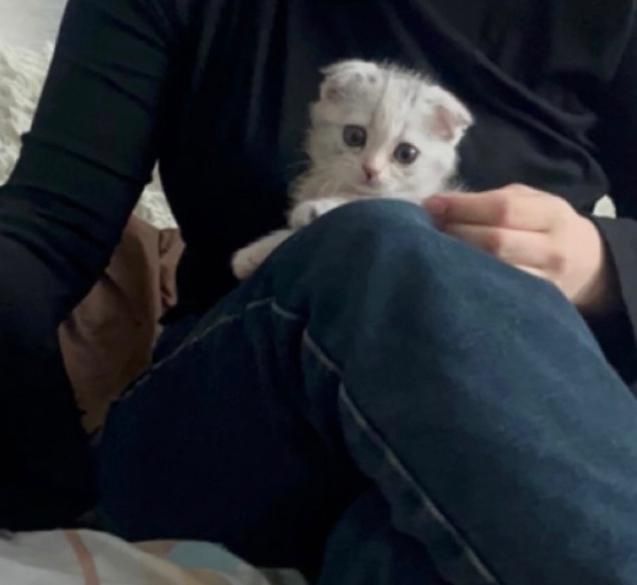 Котенок шатланка