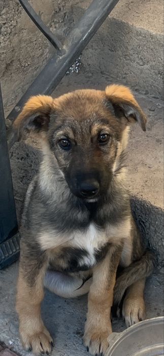 Щенок-душа: отдам даром