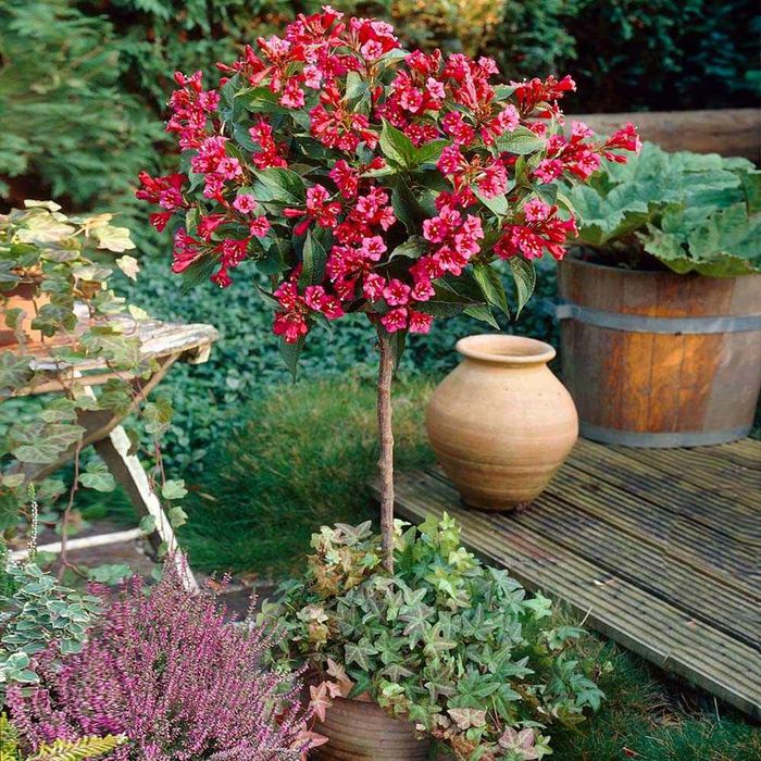 Weigela All Summer Monet Tip Copac