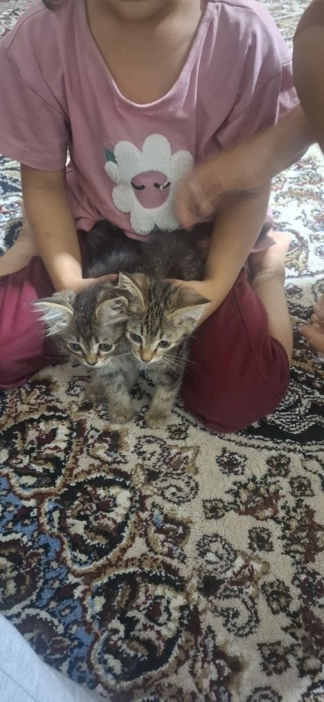 Uy mushugi hadya qilinadi