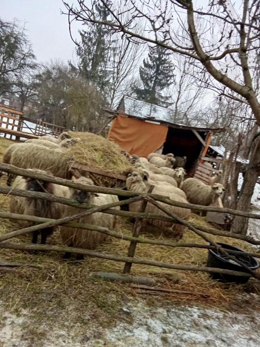 Vand oi mioare si stramioare bucati 20